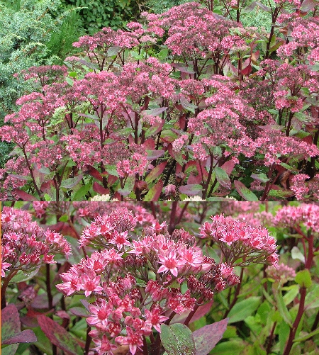 Komeamaksaruoho - hstkärleksört - Sedum 'Irmeli'